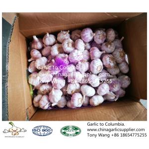 2019 China garlic to Columbia. new crop with good price.
