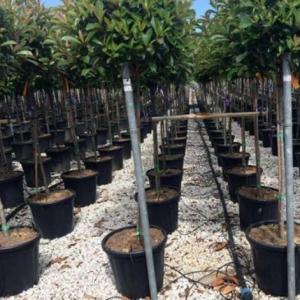 Highly Multi-Span Vertical Farming Container Greenhouse with Substrate Culture