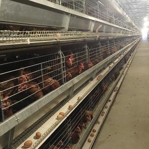 128 - 256 Birds / Set Layer Chicken Cage 120 * 60 * 70cm Size With Running