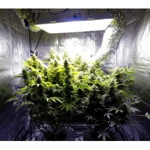 Samsung LM301b AC 265V Quantum Board Led Grow Lights