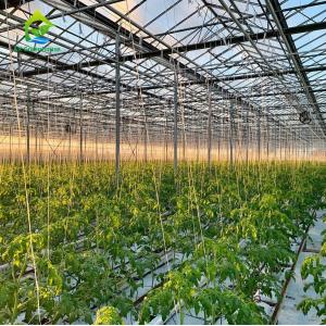 Agricultural Greenhouses NFT Soilless Hydroponic System For Tropical Desert