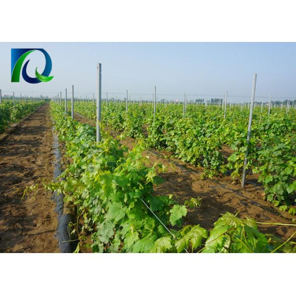 Galvanized C Type 2.0MM X 2.5M Grape Vine Posts