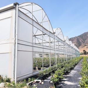 Poly Tunnel Greenhouse for Vegetables Stable Structure Easily Assembled
