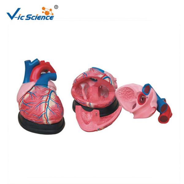 Buy VIC -307 Jumbo Heart Model Human Anatomical Model CE Certified at wholesale prices