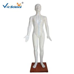178CM Acupuncture Human Body Model