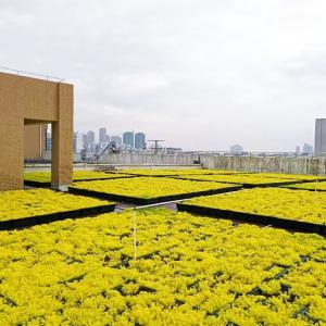 Garden Potential Black Green Roof Tray Functional And Versatile