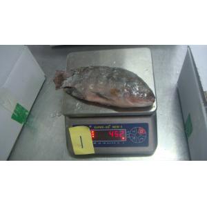 Frozen Tilapia Whole Round Size 300-500