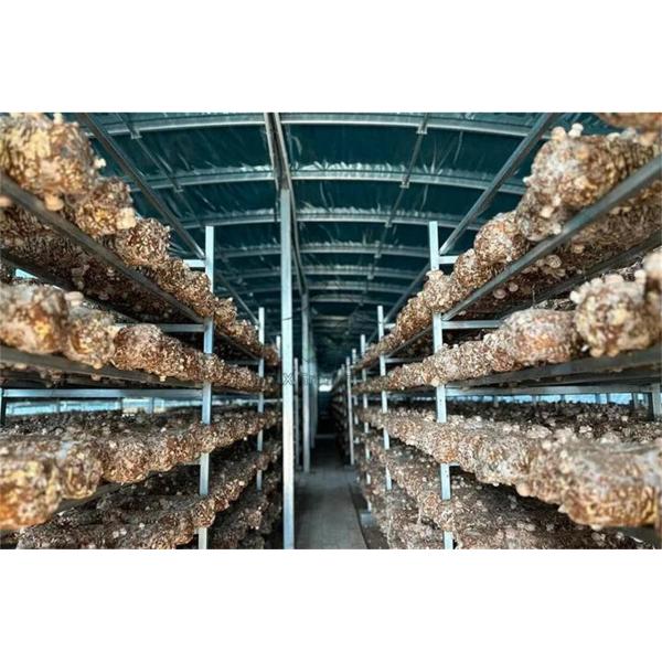 greenhouse for mushroom growing