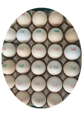 Poultry Husbandry Egg Inkjet Marking Machine With 1mm - 9mm Printing Word Height
