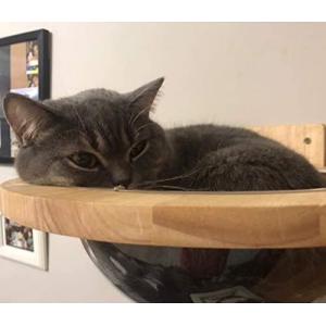 Mounted Wooden Cat Space Clear Capsule Sphere Cat Bed