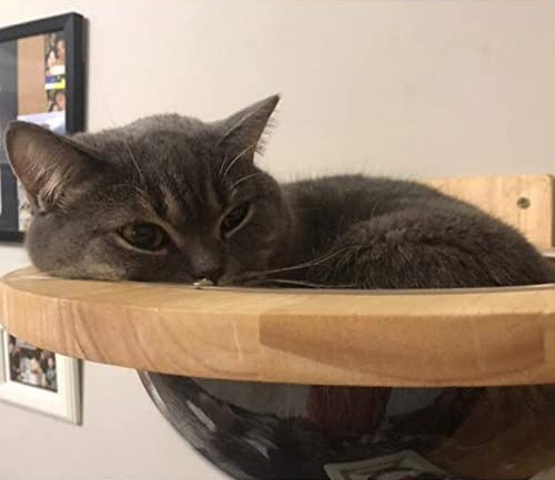 Mounted Wooden Cat Space Clear Capsule Sphere Cat Bed