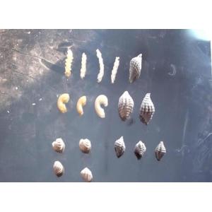 Professional Customized Spaghetti Making Machine Automatic Stainless Steel