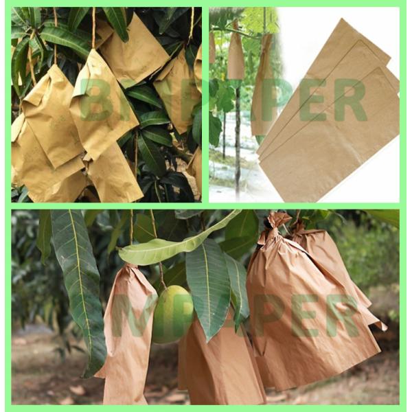 50gsm 55gsm Fruit Protective Covering Paper For Wrapping Mango 17'' x 20''