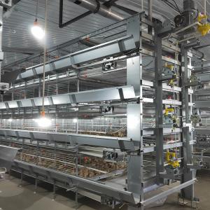 China 40000 Birds Baby Chick Cage on sale