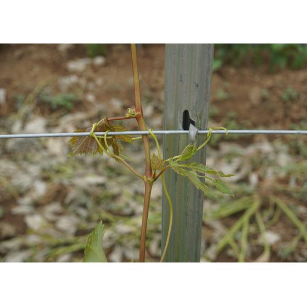 2.4 Meter Steel / Iron Plant Support Posts For Grape Growing 50x30mm Section Size