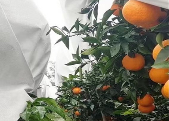 Buy Thermal Insulation And Translucent Garden Cold-Proof Composite Nonwoven Fabrics at wholesale prices