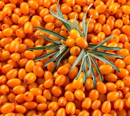Hippophae Rhamnoides Sea Buckthorn Seed Oil For Skin 5kg Bulk 0