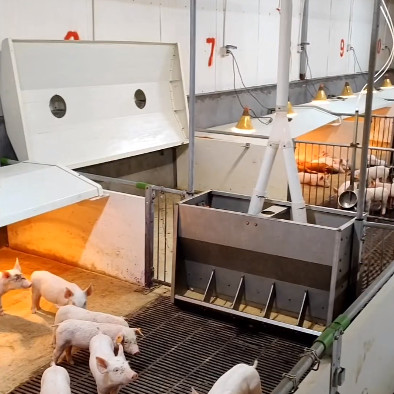 Hot Galvanized Steel Fence Weaning PVC Cage For Pig Farming