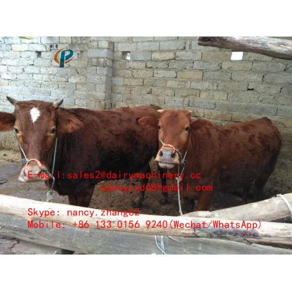 Nylon Nose Clamps Plastic Bull Nose Ring Yellow Nose Tongs For Calves