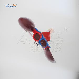 Pvc Male Urogenital System Medical 40cm Human Anatomy Model