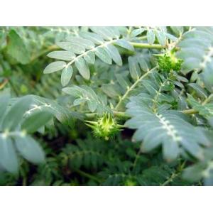 Tribulus Terrestris Pure Extract, CAS No.55056-80-9, CAS No.: 11006-75-0,