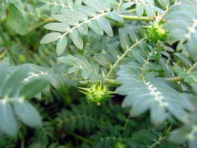 Tribulus Terrestris Pure Extract, CAS No.55056-80-9, CAS No.: 11006-75-0,