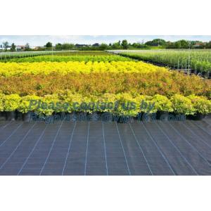 Water management weeb control pavement preservation courtyard beautify anti