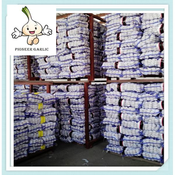 Best white garlic ,fresh garlic New Cold Storage Chinese Fresh Pure Garlic
