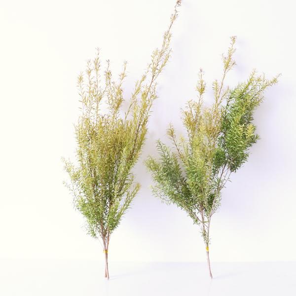 OEM 25cm Small Twig Melaleuca bracteata Dried Flower Bunches