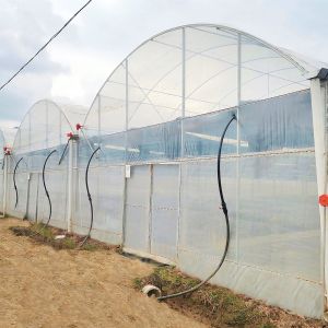Tomato Commercial Hydroponic System Multispan Greenhouse With Climate Control