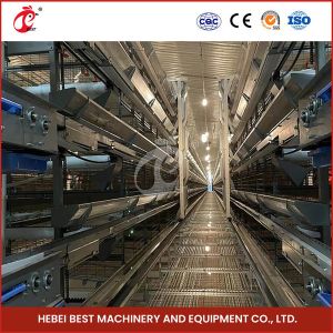 90-200 Chickens Capacity Automatic Chicken Cage System Rose
