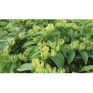 herb medicine ashwagandha extract powder, 5% withanolides , Withania Somnifera L