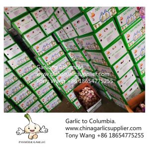 2019 China garlic to Columbia. new crop with good price.