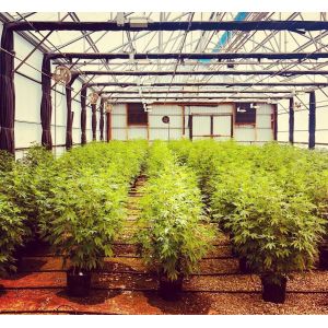 Fully Light Deprivation Greenhouse with Blackout Film and Customized Hot