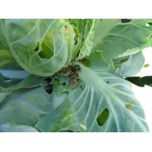 Organic Farm Insecticide bio pesticide manufacturers for Sustainable and Natural