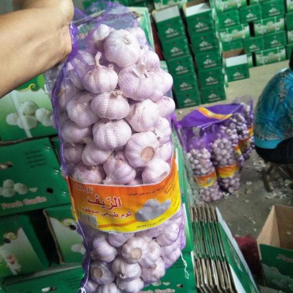 Buy China fresh garlic export to Algeria by Pioneer garlic group with 10kg mesh bag at wholesale prices