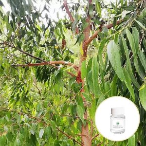 Globulus Aromatherapy Essential Oils