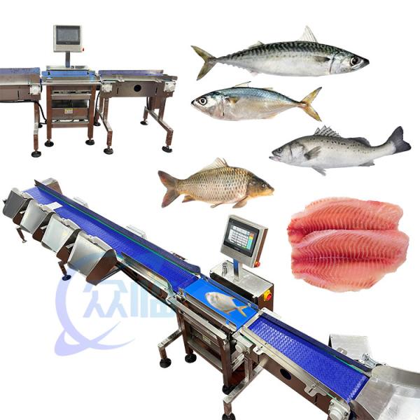 High Quality Fish Sorting Machine Fish Sizing Machine Power 1.3KW Focus Fish
