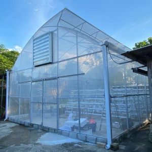 China Side Ventilation  Single Span Vegetable Growing Polyethylene Film Greenhouse on sale
