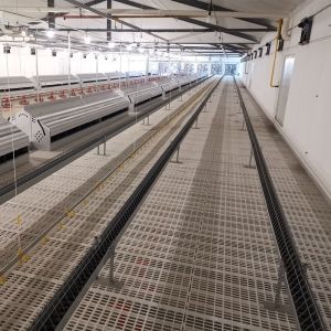 Farming Equipment Poultry Pan Feeding System Automatic Breeder Parent Chicken