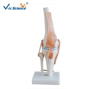 Medical Anatomical Ligament Plastic Knee Joint Anatomy Skeleton Model Of