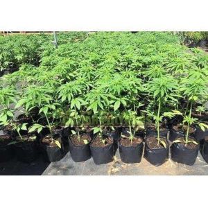 wholesale plastic soft flower pot for Garden supplies