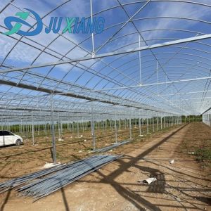 Transform Your Farming Experience with Tomato Cucumber Strawberry Hydroponics