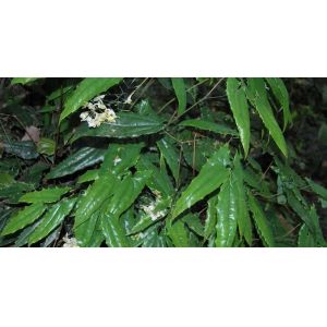 Powder Form Herb Epimedium 20% icariin extract--Herb Epimedium