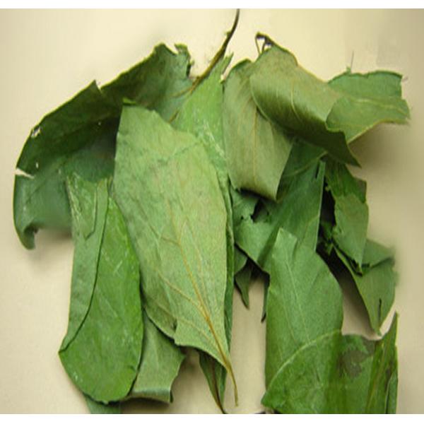 100% Nature Flavonoid 5%-40% UV Persimmon Leaf Extract