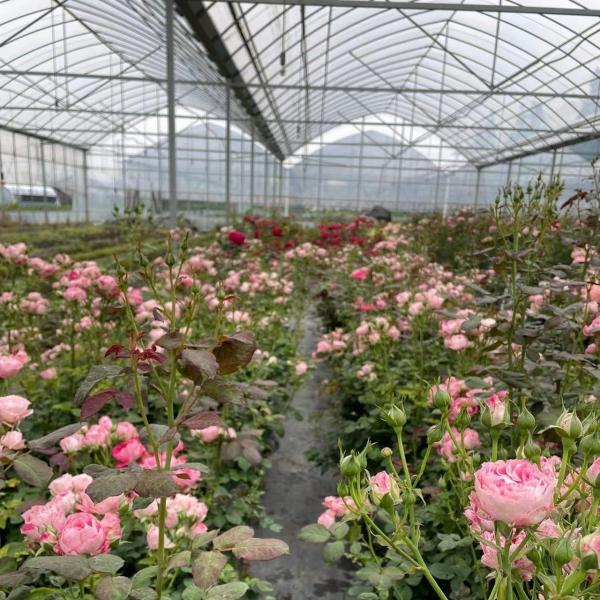 Water Irrigation Greenhouse JX-A00155 for Shipping Cost and Estimated Delivery