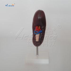 Medical Science Human Body Anatomy Model Human Kidney Model 20x10x7CM