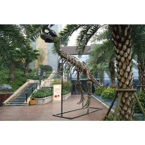 Vivid Complete Dinosaur Fossil Skeleton Bones For Science And Technology Museum
