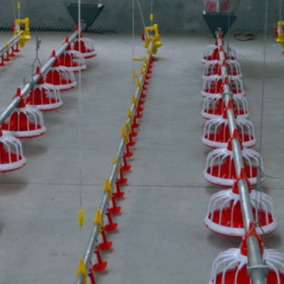 220v Electricity Hen Farm House Broiler Poultry Equipment