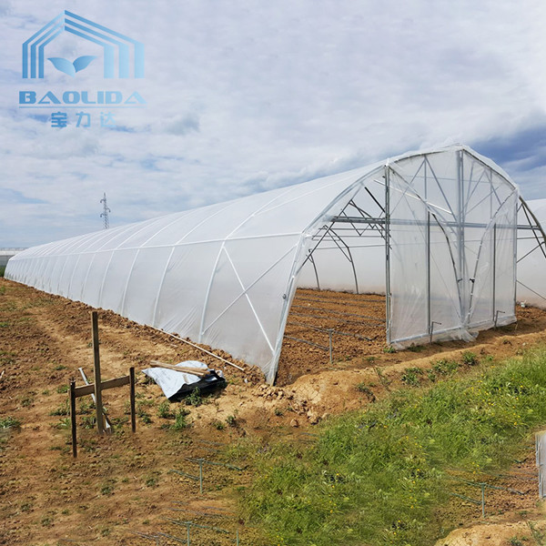 Tomato Poly Greenhouse Agricultural Tunnel Plastic Greenhouse For Drip